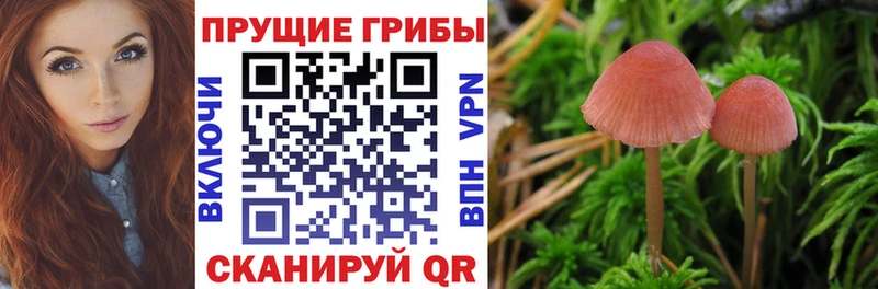 кракен   Болохово  Псилоцибиновые грибы GOLDEN TEACHER 